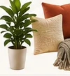 Pillows and plant decor example